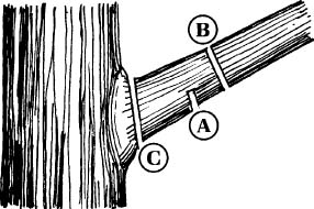 Illustration of pruning cuts 