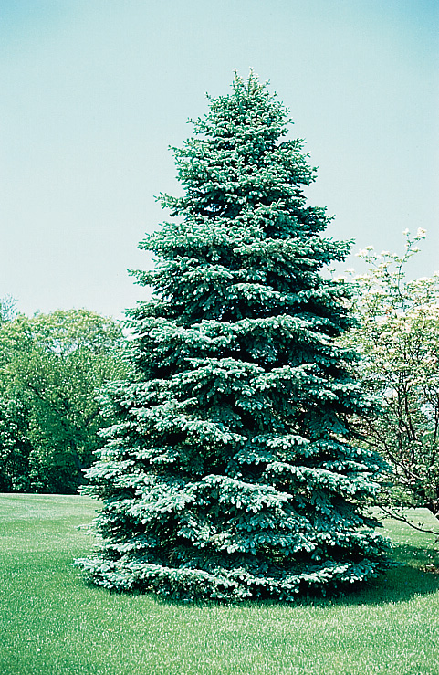 Colorado Blue Spruce 47