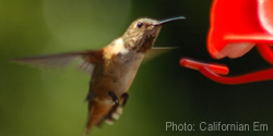 Picture of a Rufous Hummingbird