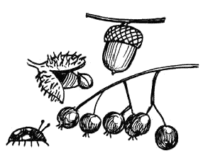nuts, berries, insects drawing