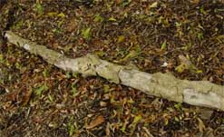 Dead redbud branch lying on the ground.
