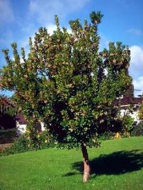 stoberry tree