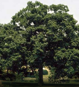 Chinkapin oak