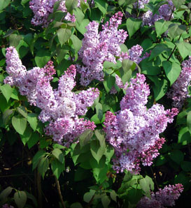 Flower Free Delivery on Lilac Syringa Vulgaris Light Purple Or Lavender Flowers Garden Flower