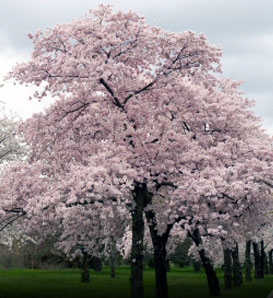 Japanese Flowering Cherry—Prunus x yedoensis