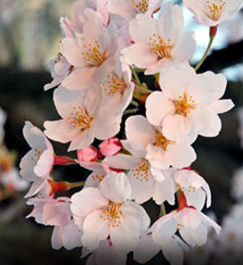 How Much Does A Japanese Cherry Blossom Tree Cost