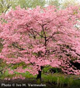 Picture Dogwood Flower on La Mode   Who Wants To See Some Glorious Flowering Trees Right Now