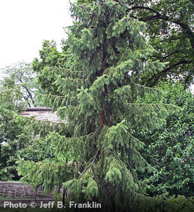 [http://www.arborday.org/trees/graphics/trees/detail/Serbian-Spruce_1.jpg]