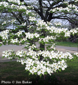 Picture Dogwood Flower on Tree Details   The Tree Guide At Arborday Org