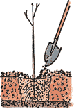 Illustration of a bare root tree being planted according to the fifth step.