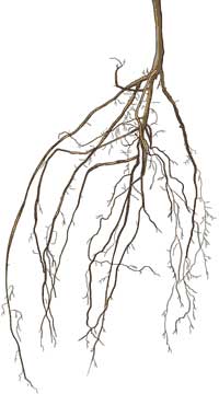 Illustration of a bare root tree.