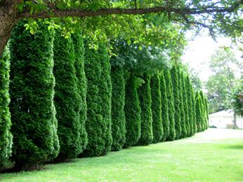 Evergreen Trees for Privacy Hedge