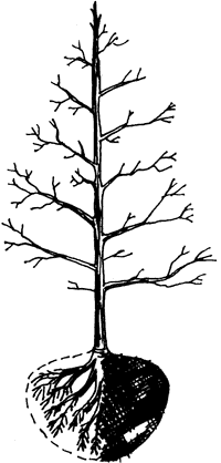 Mature Tree