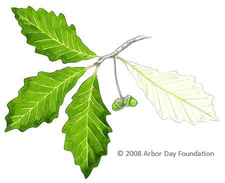 Oak Leaf Id Chart