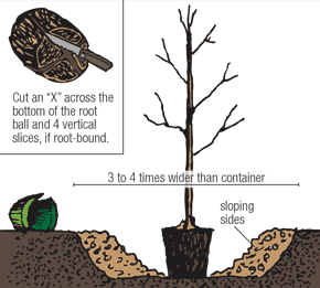 Illustration of a containerized tree being planted according to the fourth step.