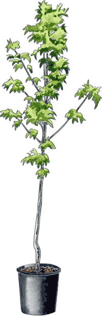 Illustration of a containerized tree.