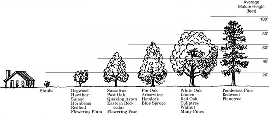Tree Height Chart