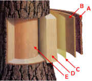 Anatomy of a Tree