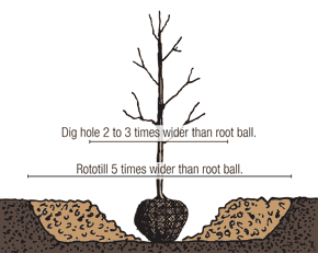 Illustration of a balled and burlapped tree being planted according to the second step.