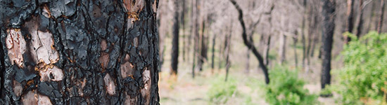 burned bark from fire damage in Bastrop State Park
