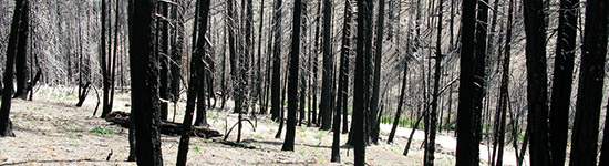 fire damage in Cuyamaca Rancho State Park