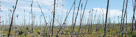 fire damaged trees in spruce forest