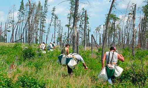 workers restoring fire damaged forest