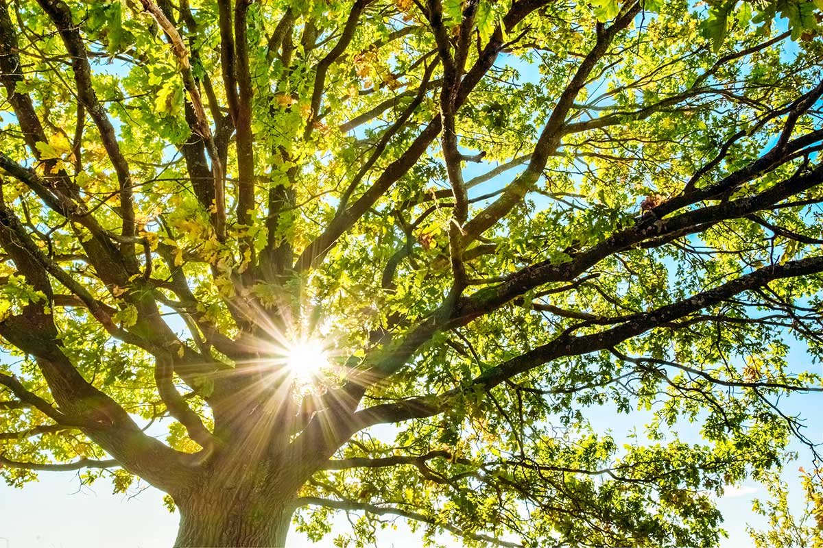 https://www.arborday.org/images/figure/figure-sunlight-through-oak-tree-branches.jpg