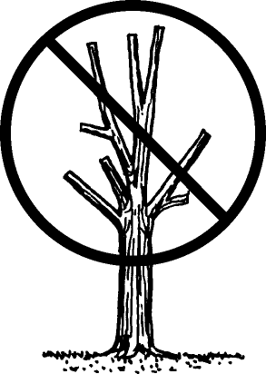 Illustration of a tree top with stubs