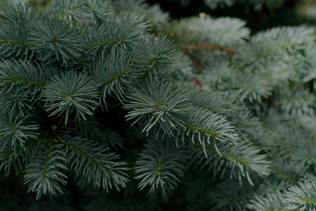 spruce tree branches