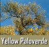 Paloverde