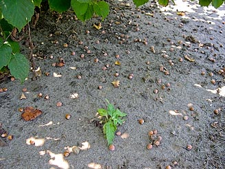 Hazelnuts on Ground