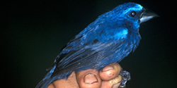 Picture of a Blue Grosbeak