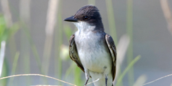 Picture of a Eastern Kingbird