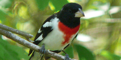Picture of a Rose-Breasted Grosbeak
