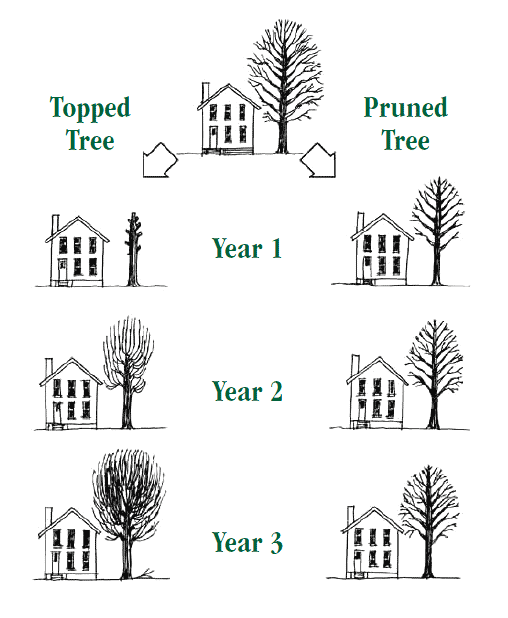 comparisy by the year of the effects of topping trees and properly pruning