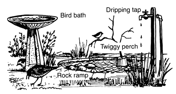 bird bath, dripping tap, twiggy perch, rock ramp
