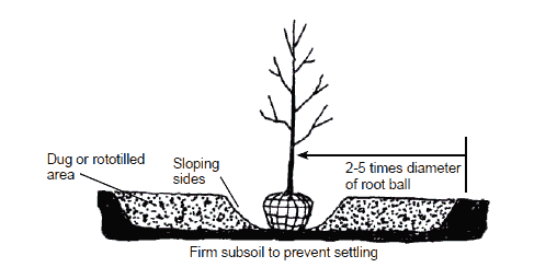 diagram of planting a bare-root seedling