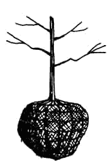 balled and burlapped tree