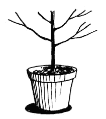 potted tree