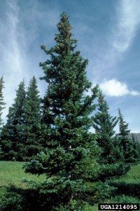 Media Name: Engelmann_Spruce_SN_Picea_engelmannii_Credit_Dave_Powell-200x300.jpg