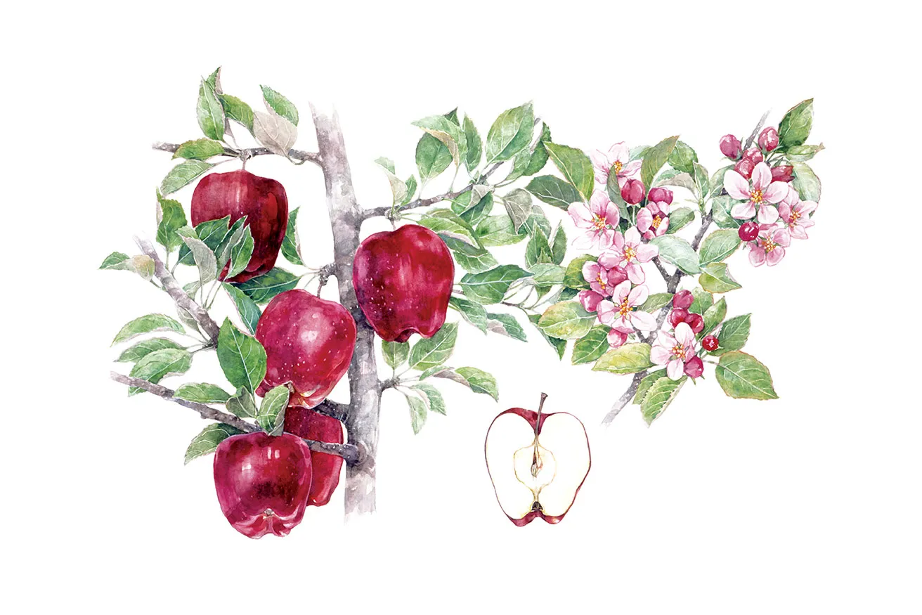 Illustration of red apples on branches with green leaves and pink blossoms, alongside a cut apple revealing its interior.
