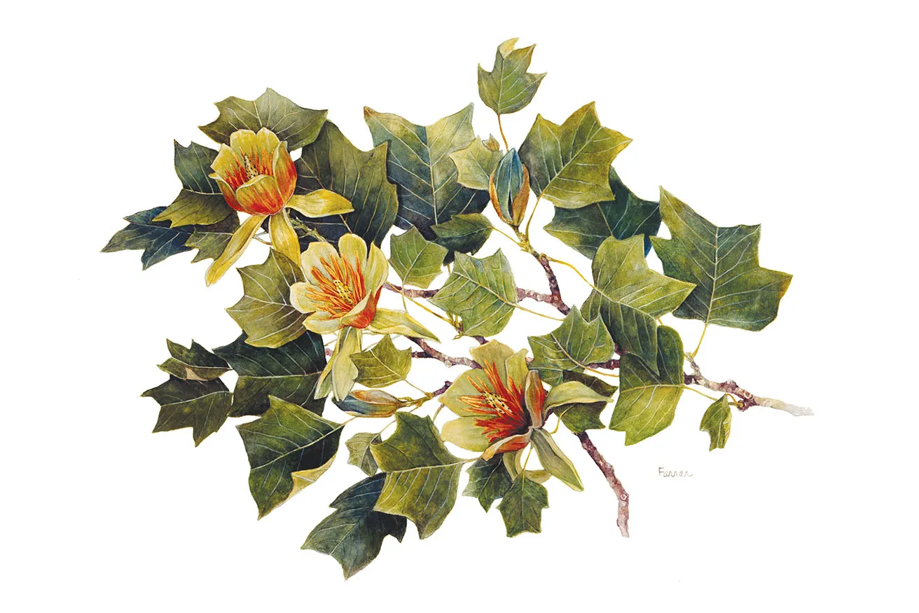 Illustration of a tuliptree branch with tulip-shaped yellow-orange flowers and large green maple-like leaves on a white background.