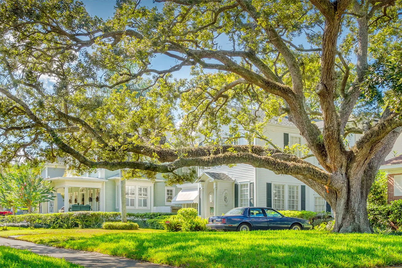 A massive live oak with wide, moss-draped horizontal limbs spreads over a bright green lawn in front of a pale mint two-story house, a dark blue sedan parked beneath its canopy in warm sunlight.