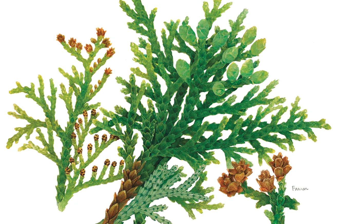 Green Giant Arborvitae