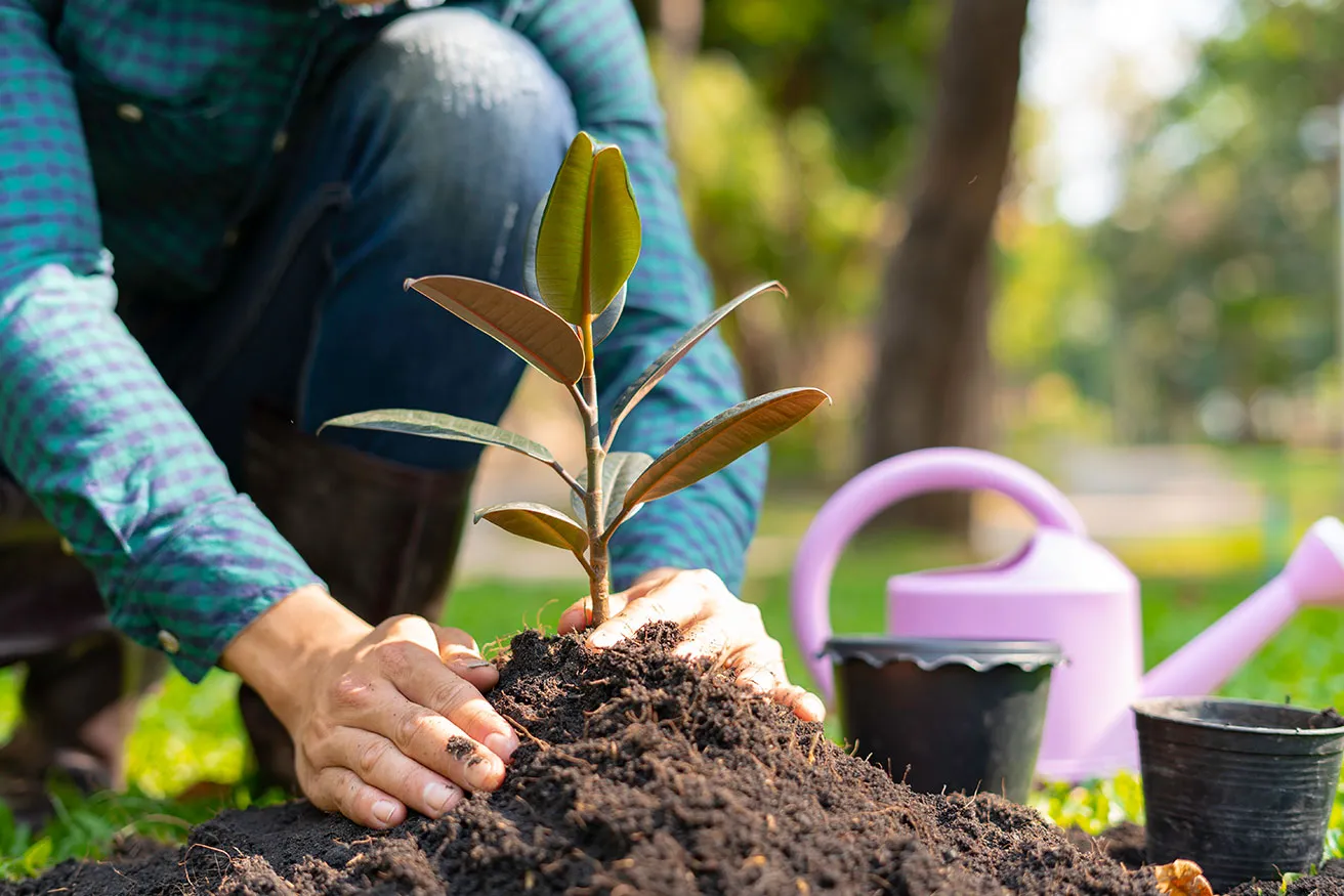 A man kneels in soil, planting a young tree sapling into the ground with care.