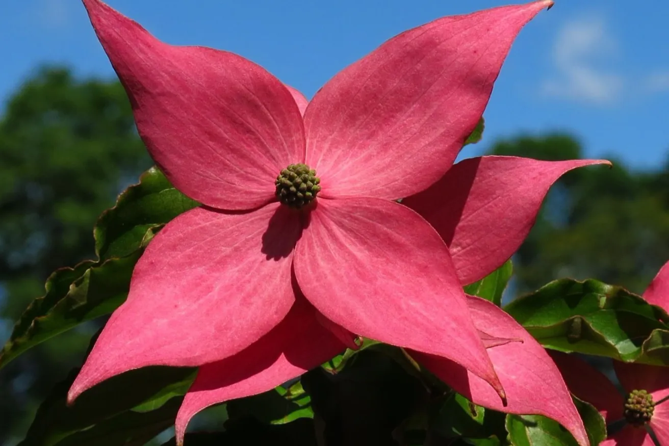 Media Name: Scarlet-Fire-floral-bract-closeup-peak-color-1.jpg
