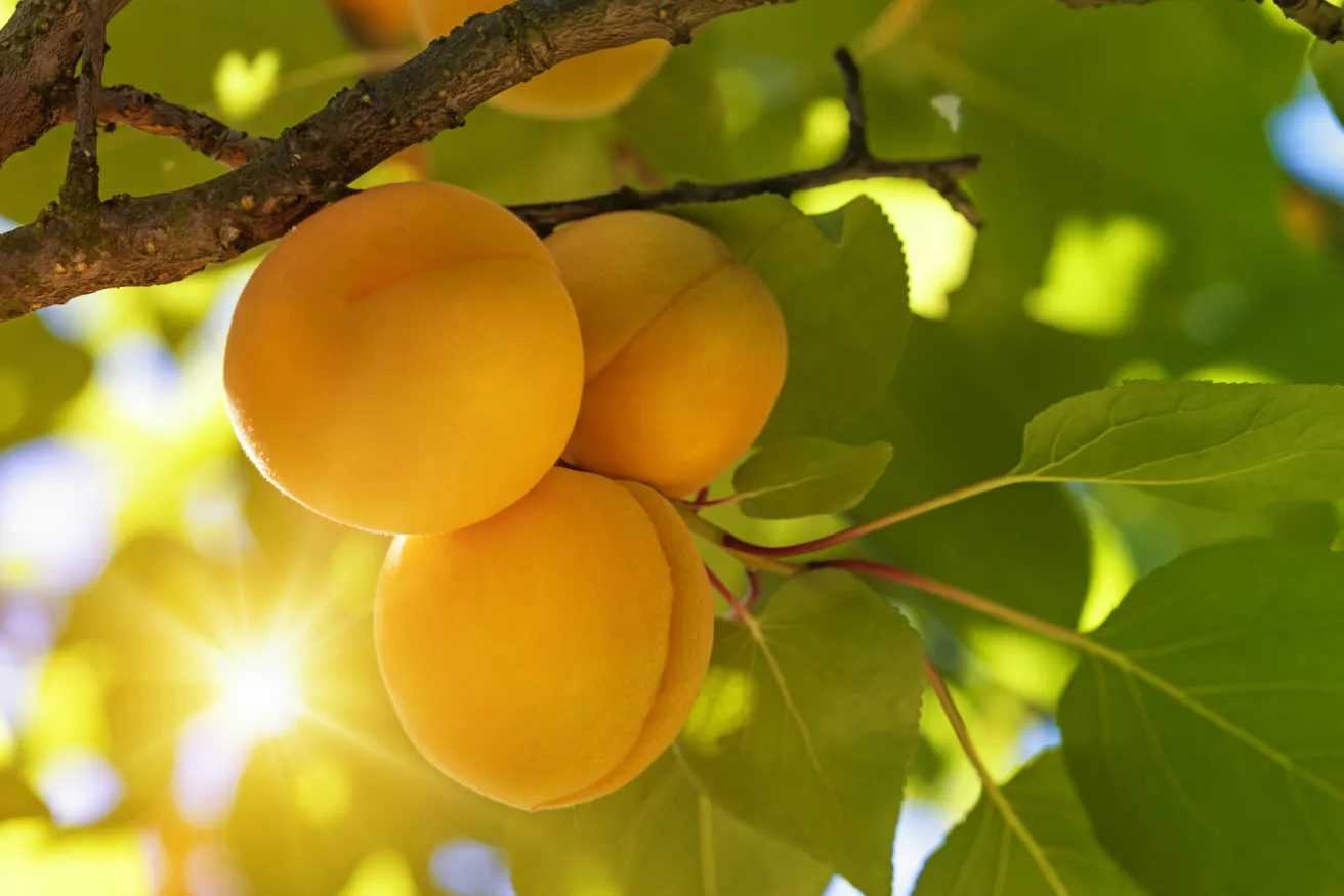 Media Name: iStock_26005642_apricots-on-tree.jpg