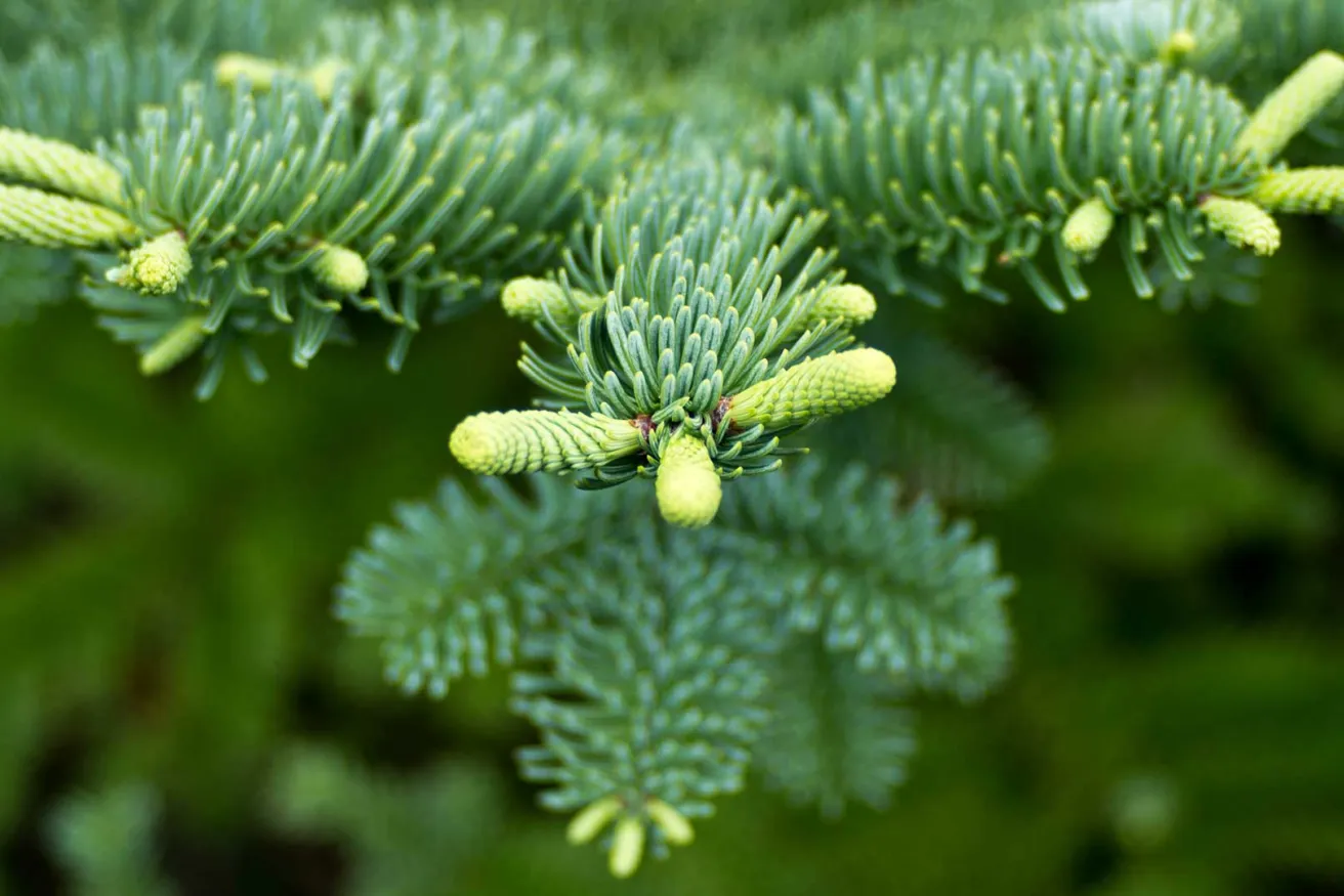 Media Name: noble-fir-sized.jpg