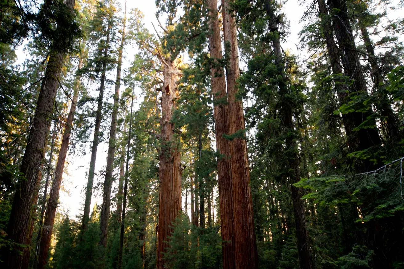 Media Name: pine-forest-sized.jpg
